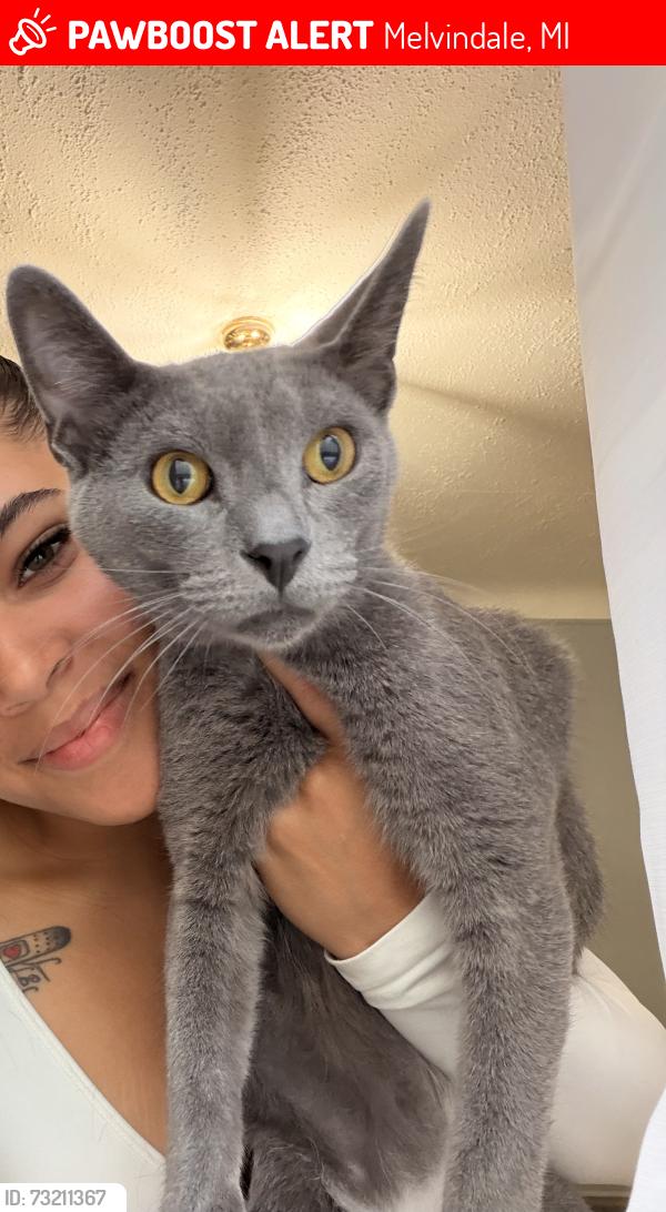Lost Male Cat last seen Corbin street Melvindale Mi, Melvindale, MI 48122