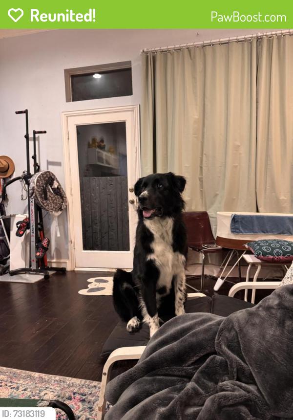 Reunited Male Dog last seen Mission Ridge and Spring Creek Pkwy, Plano, TX 75023