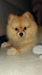 Reunited Male Dog last seen California and state, Huntington Park, CA 90255