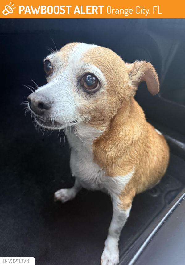Found/Stray Female Dog last seen W blue springs, Orange City, FL 32763