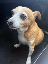 Found/Stray Female Dog last seen W blue springs, Orange City, FL 32763