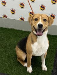 Shelter Stray Male Dog last seen Near BLOCK AND CHANCEY RD, 19640 Dogpatch Ln, Land O' Lakes, FL 34638, USA