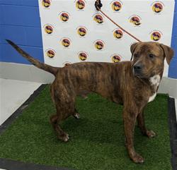 Shelter Stray Male Dog last seen BLACK WALNUT ST & WHITE WALNUT ST, 19640 Dogpatch Ln, Land O' Lakes, FL 34638, USA