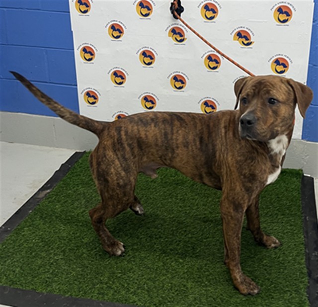 Shelter Stray Male Dog last seen BLACK WALNUT ST & WHITE WALNUT ST, 19640 Dogpatch Ln, Land O' Lakes, FL 34638, USA