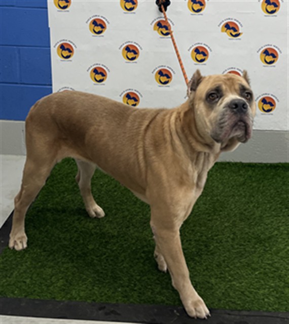 Shelter Stray Male Dog last seen COYOTE RD & DENTON, 19640 Dogpatch Ln, Land O' Lakes, FL 34638, USA