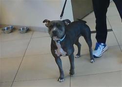 Shelter Stray Female Dog last seen BASS DR, 19640 Dogpatch Ln, Land O' Lakes, FL 34638, USA