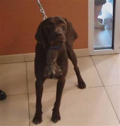 Shelter Stray Male Dog last seen RIVER RD BOAT RAMP, 19640 Dogpatch Ln, Land O' Lakes, FL 34638, USA