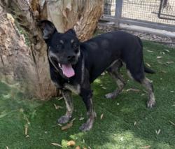 Shelter Stray Male Dog last seen , 1850 W 60th St, Los Angeles, CA 90047, USA