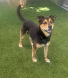 Shelter Stray Male Dog last seen , 1850 W 60th St, Los Angeles, CA 90047, USA