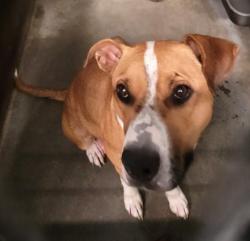 Shelter Stray Female Dog last seen , 1850 W 60th St, Los Angeles, CA 90047, USA
