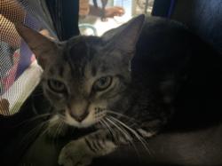 Shelter Stray Female Cat last seen , 1850 W 60th St, Los Angeles, CA 90047, USA