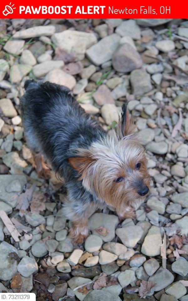 Lost Male Dog last seen State Route 5, Newton Falls, OH 44444