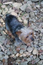 Lost Male Dog last seen State Route 5, Newton Falls, OH 44444
