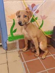 Shelter Stray Female Dog last seen , 31044 Charlie Canyon Rd, Castaic, CA 91384, USA