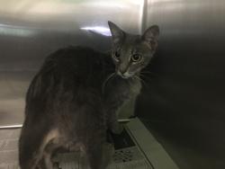Shelter Stray Female Cat last seen , 1850 W 60th St, Los Angeles, CA 90047, USA