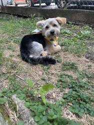 Found/Stray Male Dog last seen 9th st Woodside, Upland, PA 19015