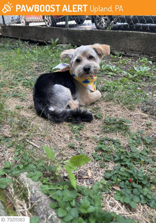 Found/Stray Male Dog last seen 9th st Woodside, Upland, PA 19015