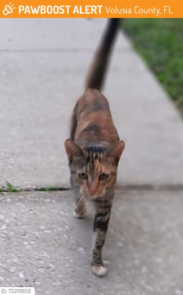 Found/Stray Female Cat last seen Adeline and S. Cedar Ave Orange City Fl, Volusia County, FL 32763