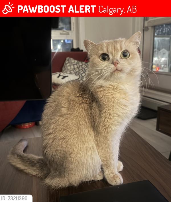Lost Female Cat last seen Park at the end of 80th avenue, Calgary, AB 