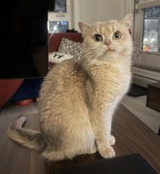Lost Female Cat last seen Park at the end of 80th avenue, Calgary, AB 