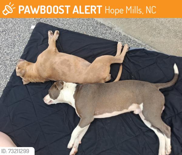Found/Stray Unknown Dog last seen apmt behind colvers on Camden rd, Hope Mills, NC 28348