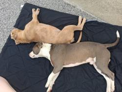 Found/Stray Unknown Dog last seen apmt behind colvers on Camden rd, Hope Mills, NC 28348