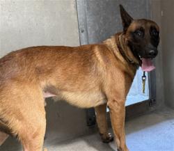 Shelter Stray Male Dog last seen E 11TH ST AND BOBBET DR, 333 Chandler Pl, San Bernardino, CA 92408, USA