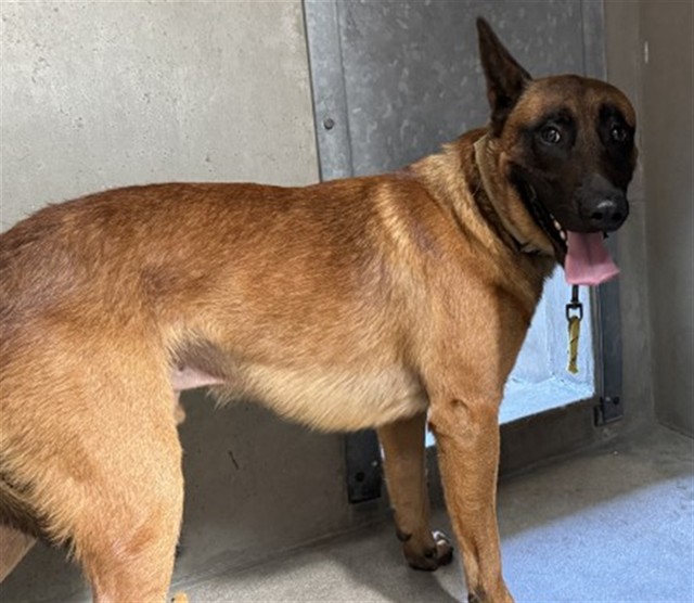 Shelter Stray Male Dog last seen E 11TH ST AND BOBBET DR, 333 Chandler Pl, San Bernardino, CA 92408, USA