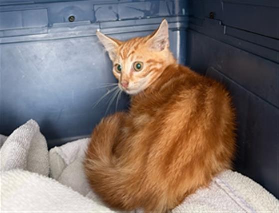 Shelter Stray Male Cat last seen CHARLOTTE, 8315 Byrum Dr, Charlotte, NC 28217, USA