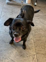 Shelter Stray Male Dog last seen , 11361 W Pico Blvd, Los Angeles, CA 90064, USA