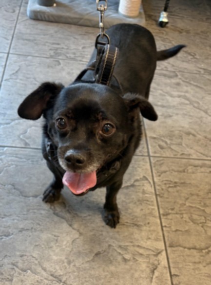 Shelter Stray Male Dog last seen , 11361 W Pico Blvd, Los Angeles, CA 90064, USA