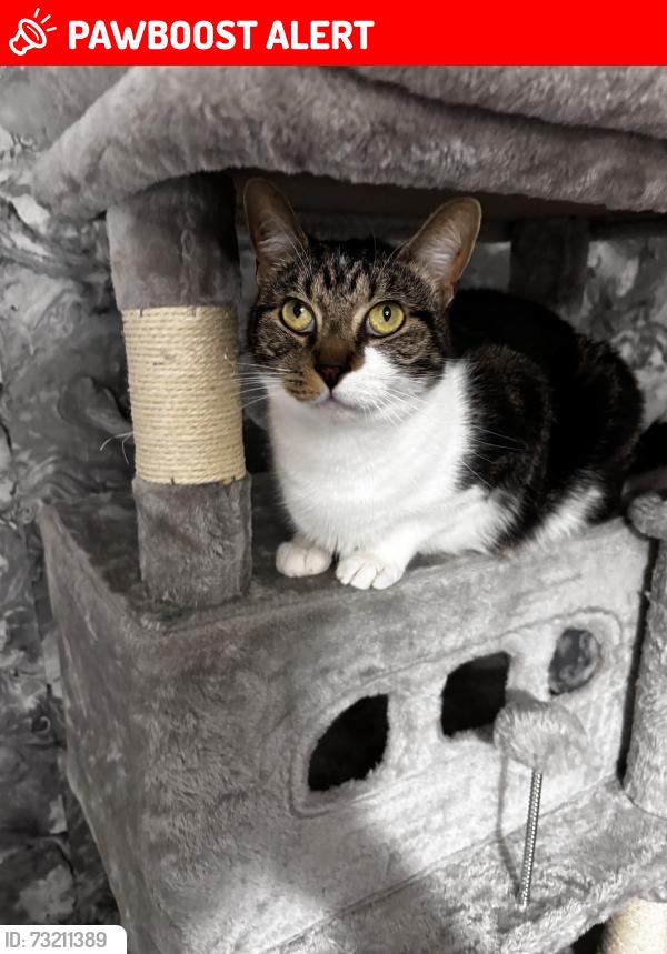 Lost Male Cat last seen Mellor street, Stockton-on-Tees, England TS19 0BT