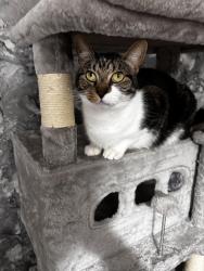 Lost Male Cat last seen Mellor street, Stockton-on-Tees, England TS19 0BT