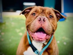 Shelter Stray Male Dog last seen , 2769 Conroy Rd, Orlando, FL 32839, USA