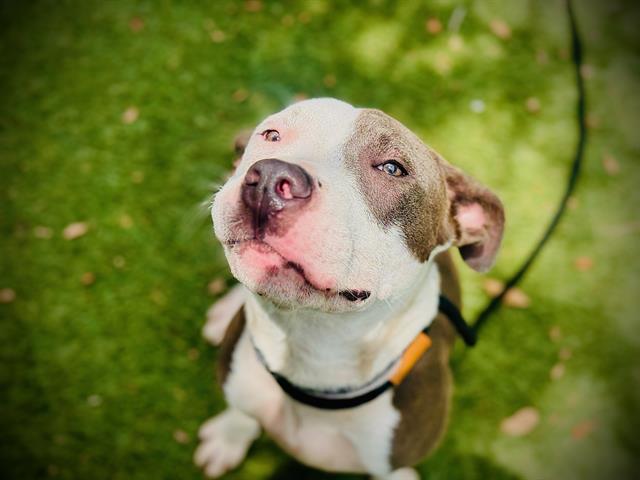Shelter Stray Male Dog last seen , 2769 Conroy Rd, Orlando, FL 32839, USA