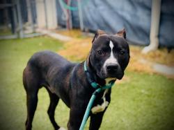 Shelter Stray Male Dog last seen , 2769 Conroy Rd, Orlando, FL 32839, USA