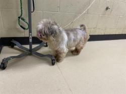 Shelter Stray Female Dog last seen Near BLOCK N VEL R PHILLIPS ST, 3839 W Burnham St, West Milwaukee, WI 53215, USA