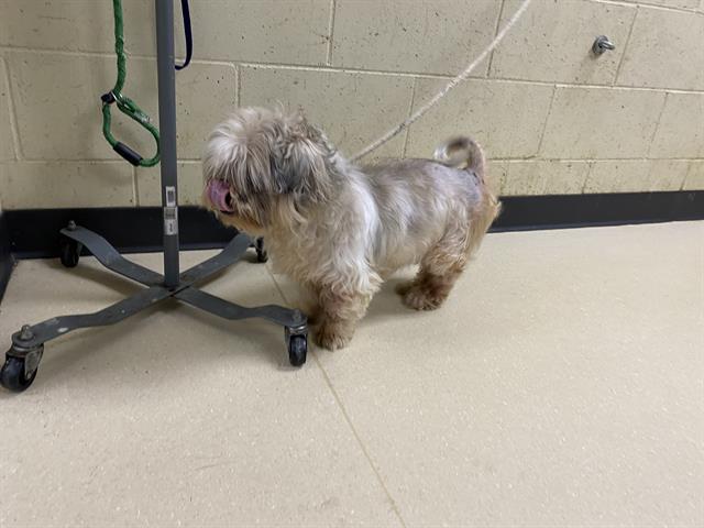 Shelter Stray Female Dog last seen Near BLOCK N VEL R PHILLIPS ST, 3839 W Burnham St, West Milwaukee, WI 53215, USA