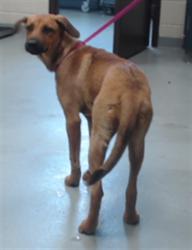 Shelter Stray Female Dog last seen Near BLOCK CORPORATION DR, FAYETTEVILLE NC 28306, 4704 Corporation Dr, Fayetteville, NC 28306, USA