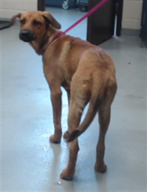Shelter Stray Female Dog last seen Near BLOCK CORPORATION DR, FAYETTEVILLE NC 28306, 4704 Corporation Dr, Fayetteville, NC 28306, USA