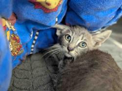 Shelter Stray Male Cat last seen , 5821 Sweetwater Rd, Bonita, CA 91902, USA