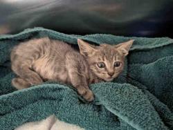 Shelter Stray Male Cat last seen , 5821 Sweetwater Rd, Bonita, CA 91902, USA