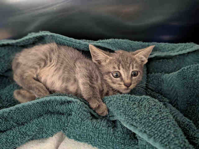 Shelter Stray Male Cat last seen , 5821 Sweetwater Rd, Bonita, CA 91902, USA