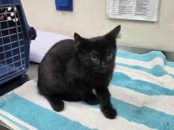 Shelter Stray Female Cat last seen CANTER RD- BORN ON PROPERTY, 5821 Sweetwater Rd, Bonita, CA 91902, USA