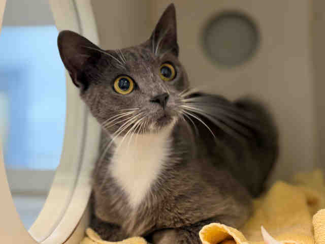 Shelter Stray Female Cat last seen , 5821 Sweetwater Rd, Bonita, CA 91902, USA