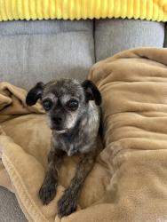 Reunited Female Dog last seen Western & Knott, Buena Park, CA 90620