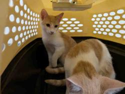Shelter Stray Male Cat last seen , 5821 Sweetwater Rd, Bonita, CA 91902, USA