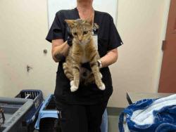 Shelter Stray Female Cat last seen ROBELINI DR, 5821 Sweetwater Rd, Bonita, CA 91902, USA