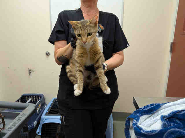 Shelter Stray Female Cat last seen ROBELINI DR, 5821 Sweetwater Rd, Bonita, CA 91902, USA