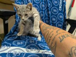 Shelter Stray Male Cat last seen ROBELINI DR, 5821 Sweetwater Rd, Bonita, CA 91902, USA
